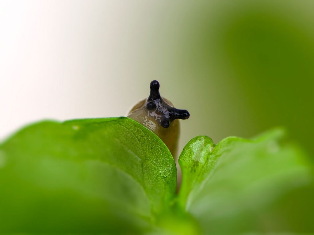 Limaces et escargots les plantes — plantes de jardin répulsives contre les limaces
