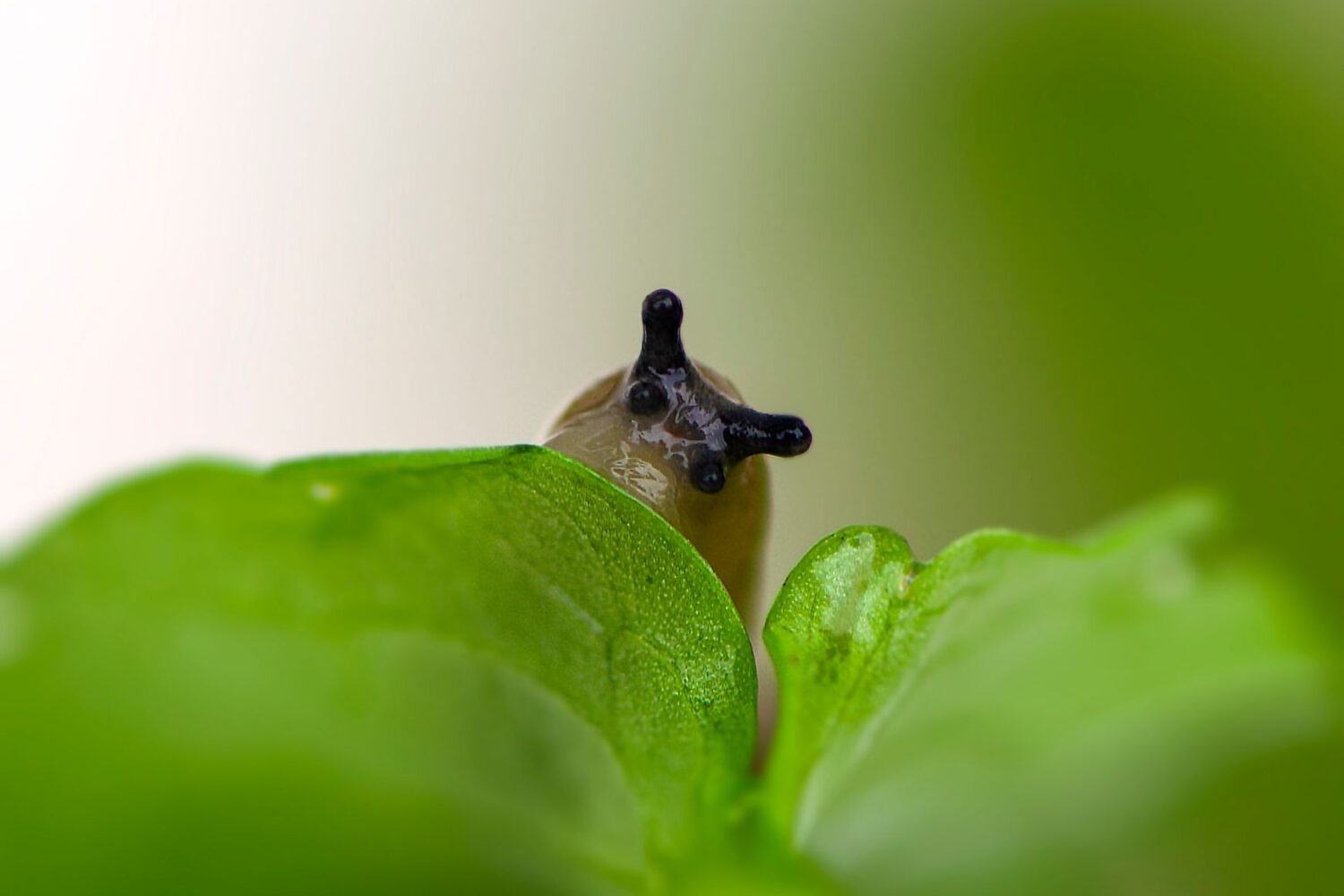 Limaces et escargots : les plantes qu&rsquo;ils évitent pour protéger le potager sans produit