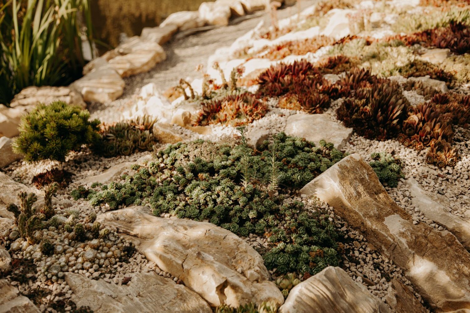 Plantes grasses d&rsquo;extérieur qui résistent au gel et au soleil