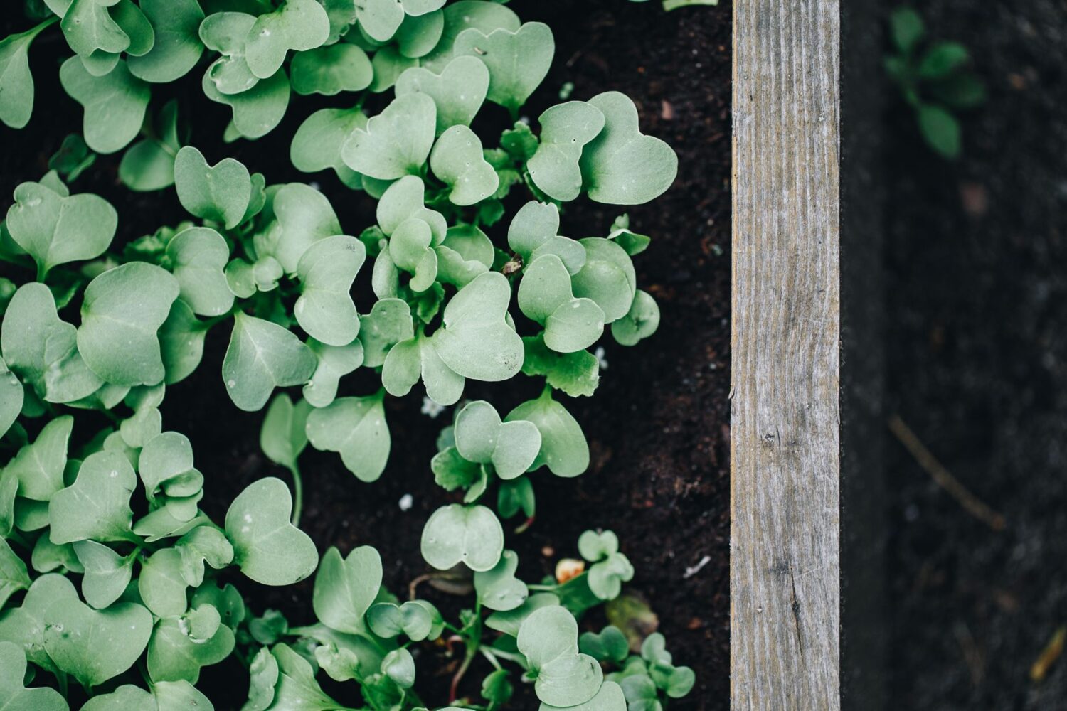 Que mettre au fond d&rsquo;un carré potager surélevé ou sur pied : 3 méthodes simples