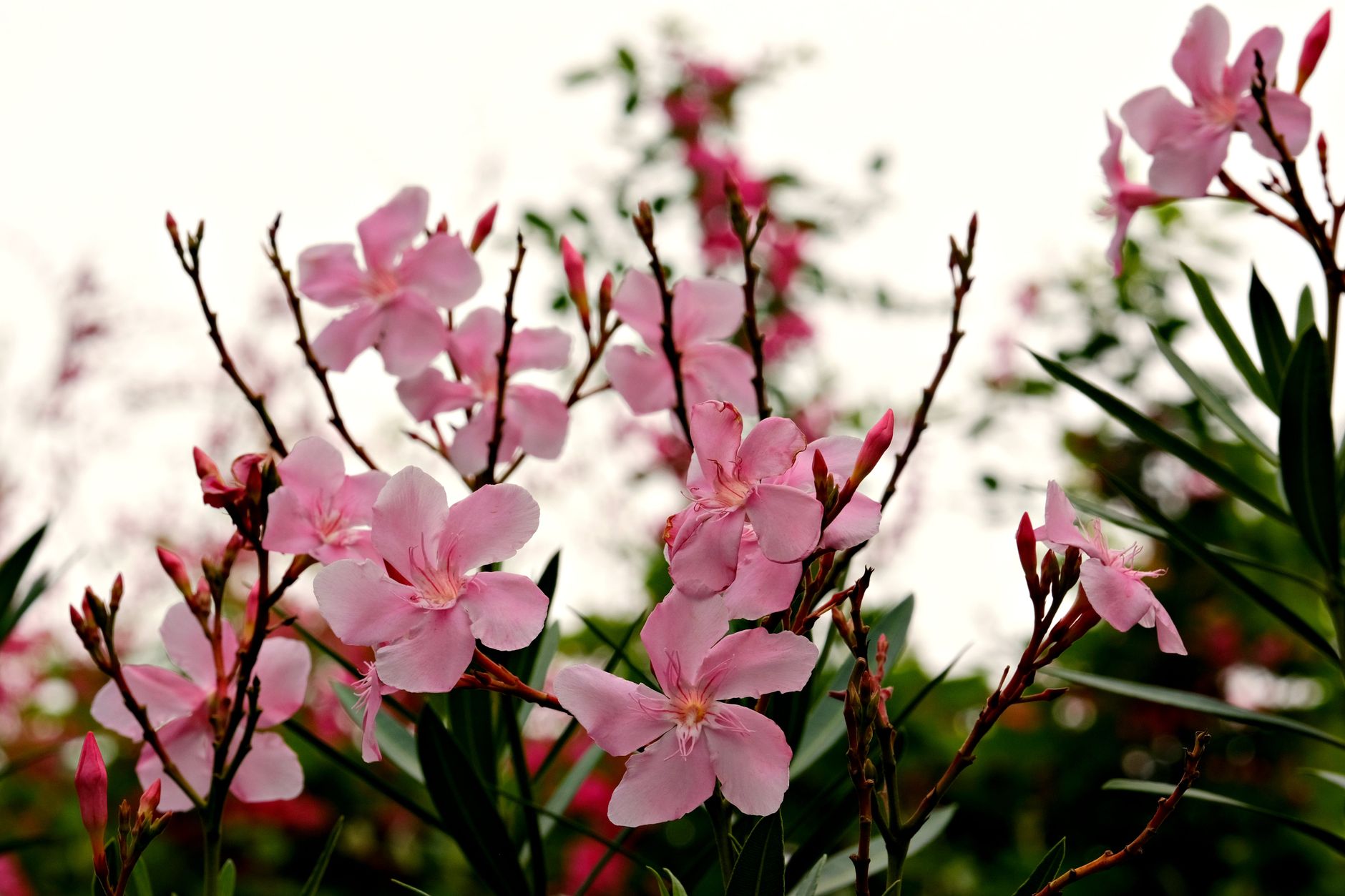Taille du laurier-rose : pourquoi tailler, et jusqu’où aller sans le fragiliser — taillage buisson laurier-rose jardin