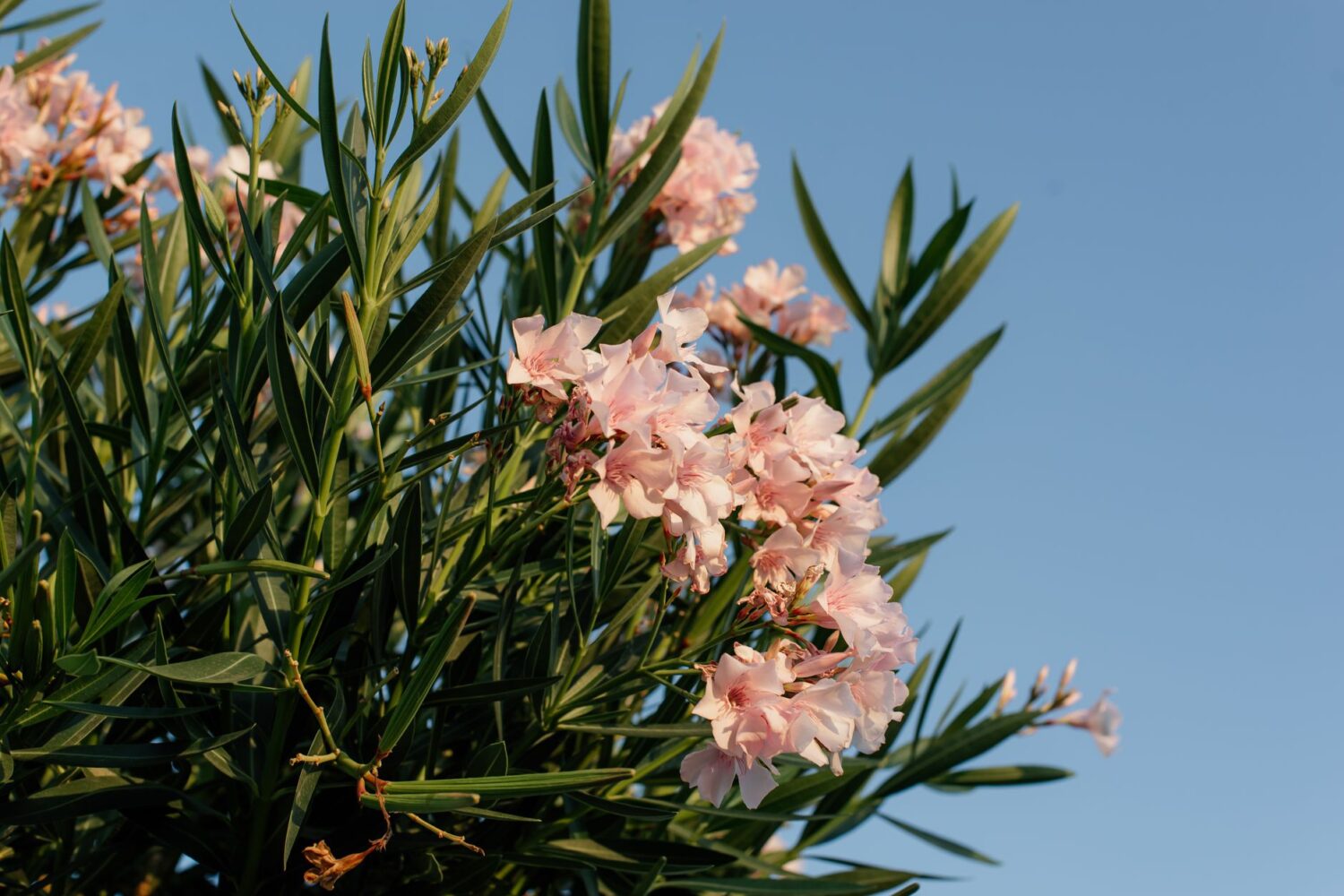 Taille du laurier-rose : quand et comment le tailler