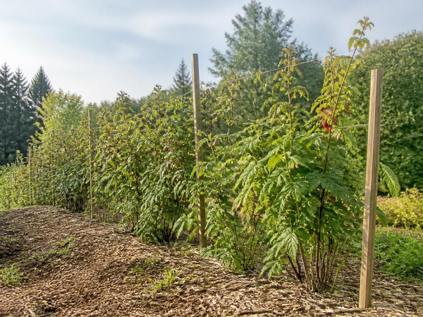 découvrez les meilleures astuces pour stimuler la croissance de vos framboisiers en optimisant le sol au pied des plants. conseils pratiques et naturels pour un jardin généreux.