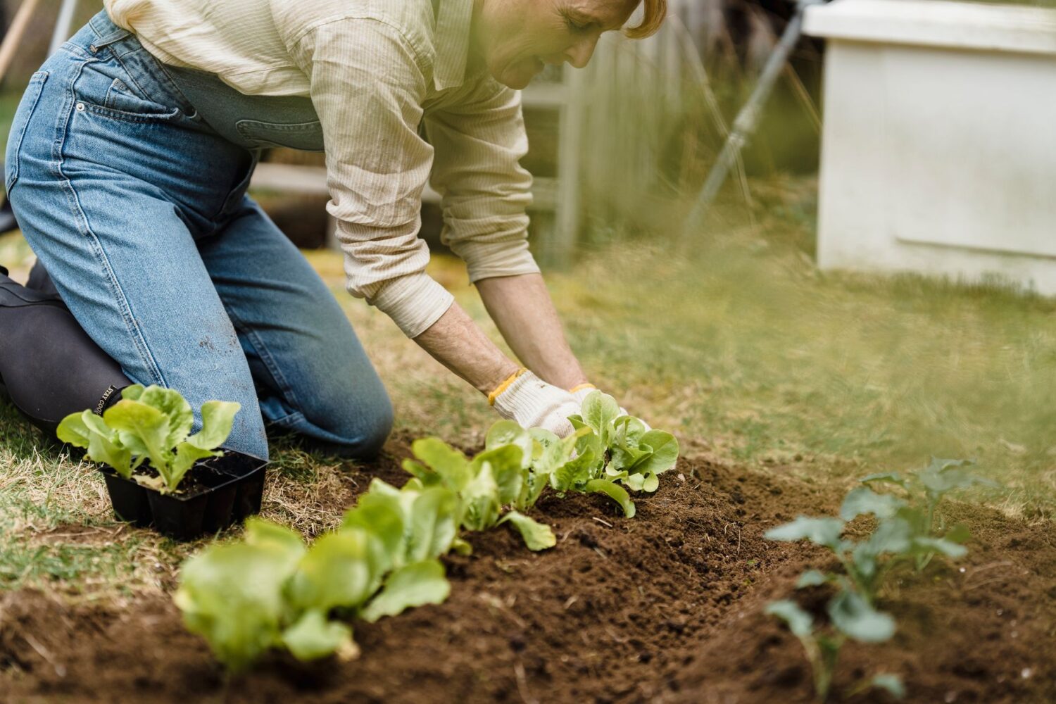 Calendrier potager 2026 : semis, plantations et récoltes mois par mois