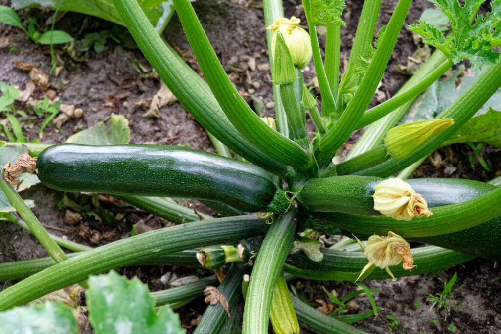 Courgette au potager plantation, espacement, — plantes de courgettes dans le jardin