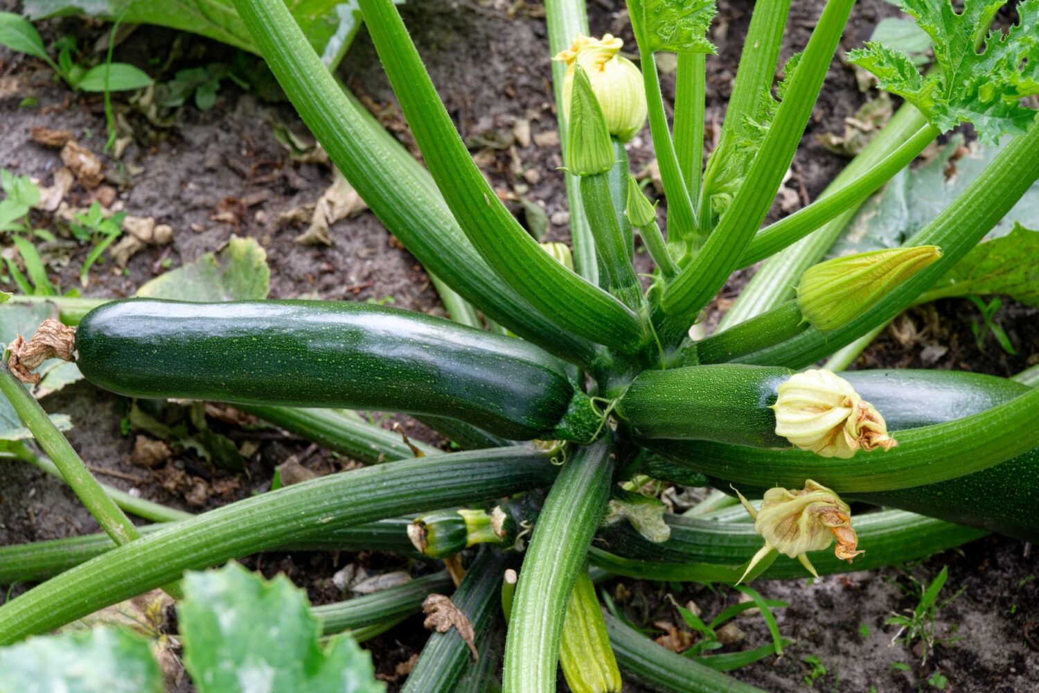 Courgette au potager : plantation, espacement, associations et entretien