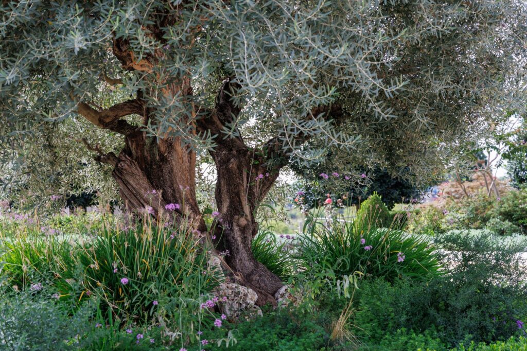 Mettre en valeur un olivier — Mettre en valeur un olivier : idées pour le jardin, en pot ou en nuage